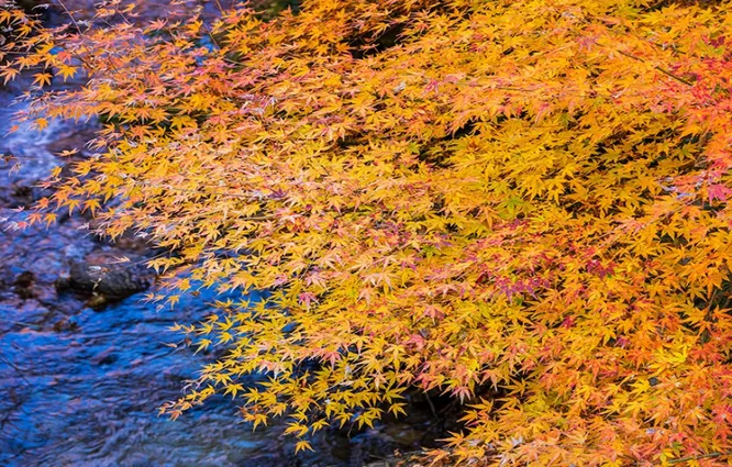 潘华摄影作品：漫步永州蓝山谷 邂逅湘江大峡谷的层林尽染