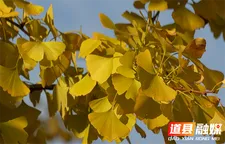 道县：一路银杏一路金