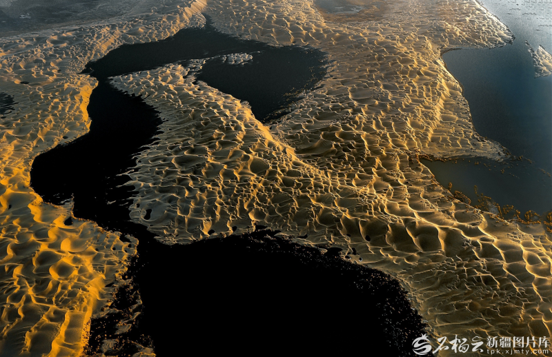 生态水转印画奇观：塔克拉玛干沙漠金凤凰“飞