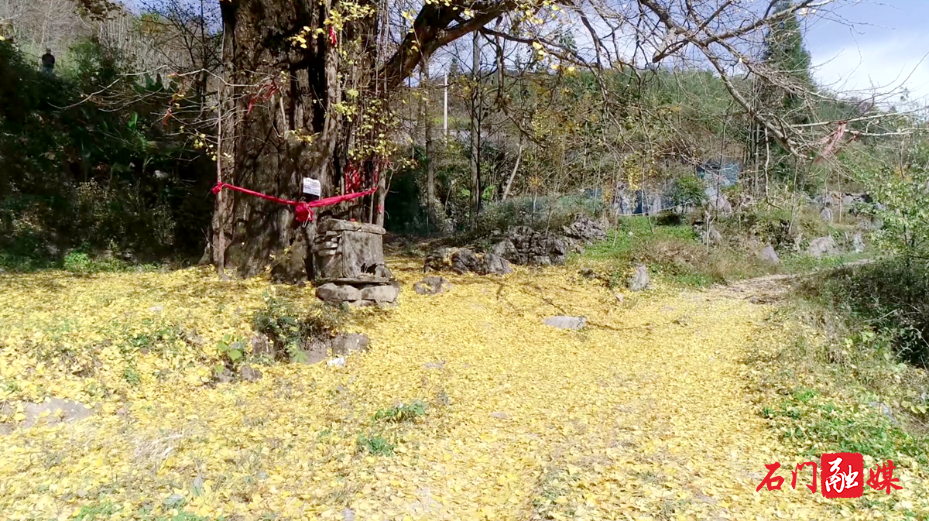 太平镇：千年银杏披“金甲”迎来最佳观赏季5.png