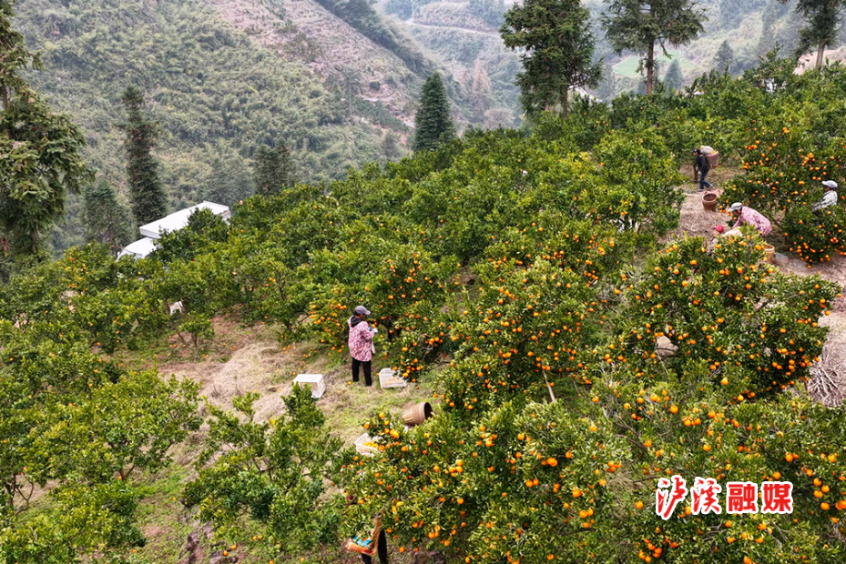 潭溪镇椪柑2.jpg 潭溪镇椪柑2.jpg