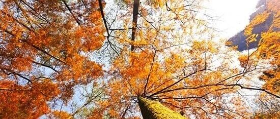 张家界国家森林公园：“杉”峰竞秀生态美