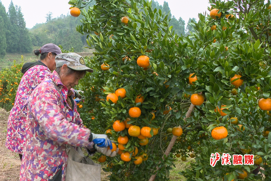 潭溪镇椪柑3.jpg 潭溪镇椪柑3.jpg