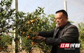 新田：脆蜜金桔“金果”挂枝头 精细管理闯出高端市场