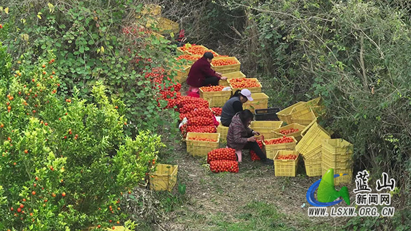 楠市镇环连村:柑橘喜获丰收 果园迎客正当时2.jpg 楠市镇环连村:柑橘喜获丰收 果园迎客正当时2.jpg