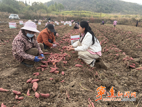 科技特派员“把脉问诊” 宁远红薯喜获丰收_副本500.jpg