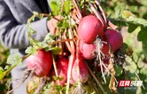 双牌打鼓坪乡：高海拔红萝卜喜获丰收 村集体引领共富路