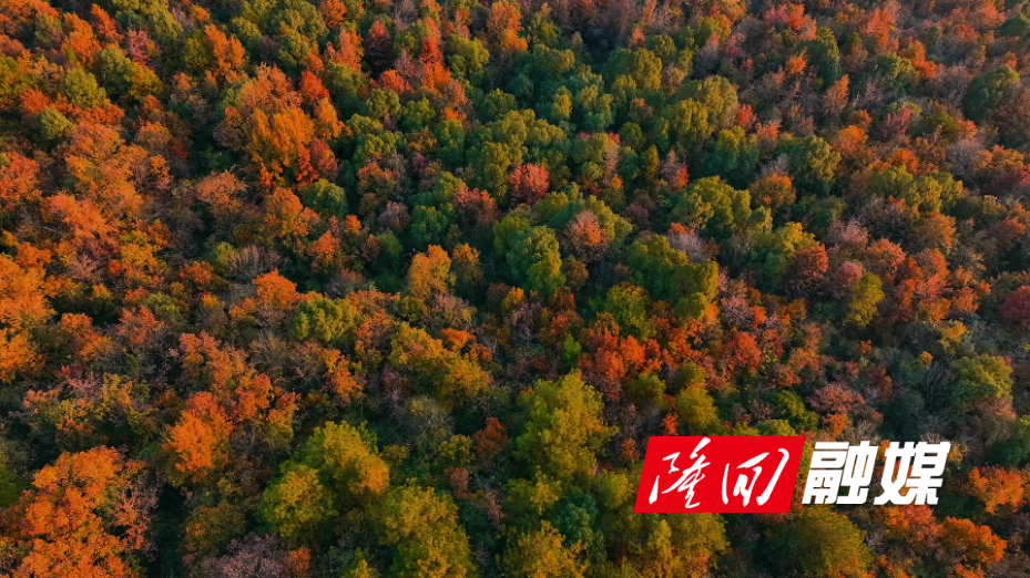 初冬彩林美 景致醉隆回.jpg