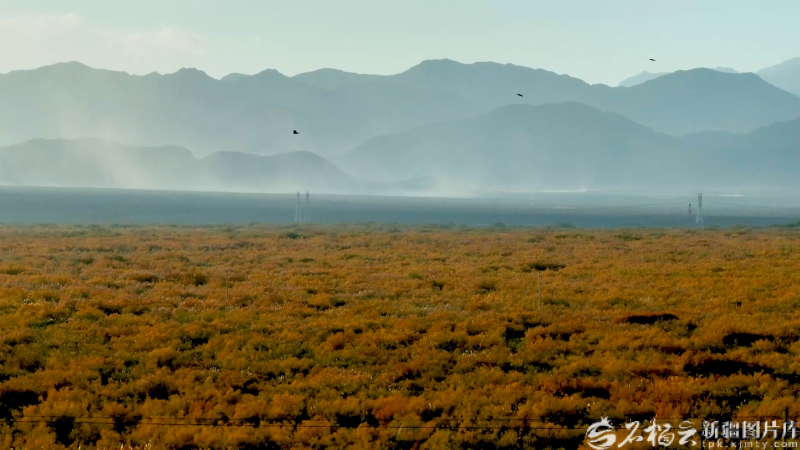 120万公顷红柳林如何变荒漠——哈拉峻乡的再生