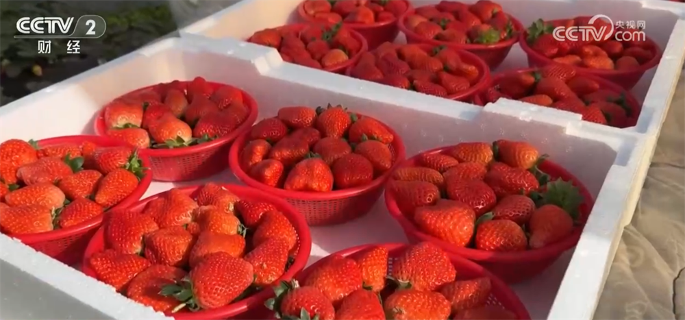 冬“鲜”上市丰富百姓“果盘子”“肉案子” 立体物流网络保障“鲜度直达”