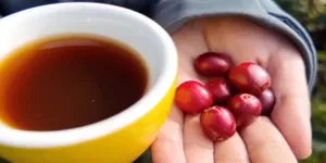 中国味道饮品里藏着“绿色致富密码”