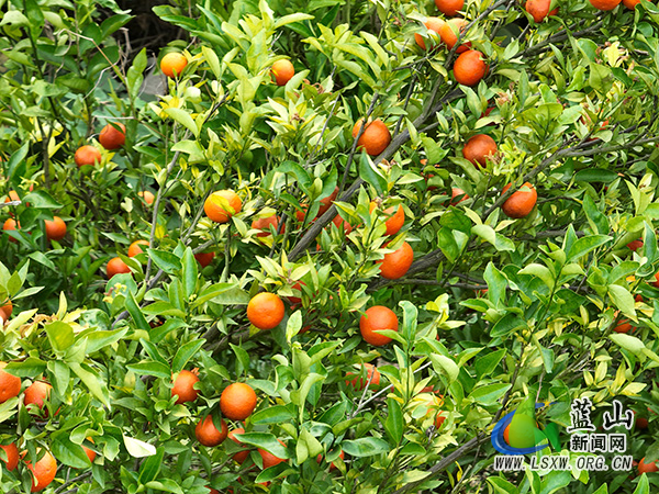 楠市镇环连村：柑橘喜获丰收 果园迎客正当时1.jpg