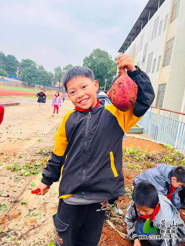 正市学校学子喜收红薯.jpg 正市学校学子喜收红薯.jpg