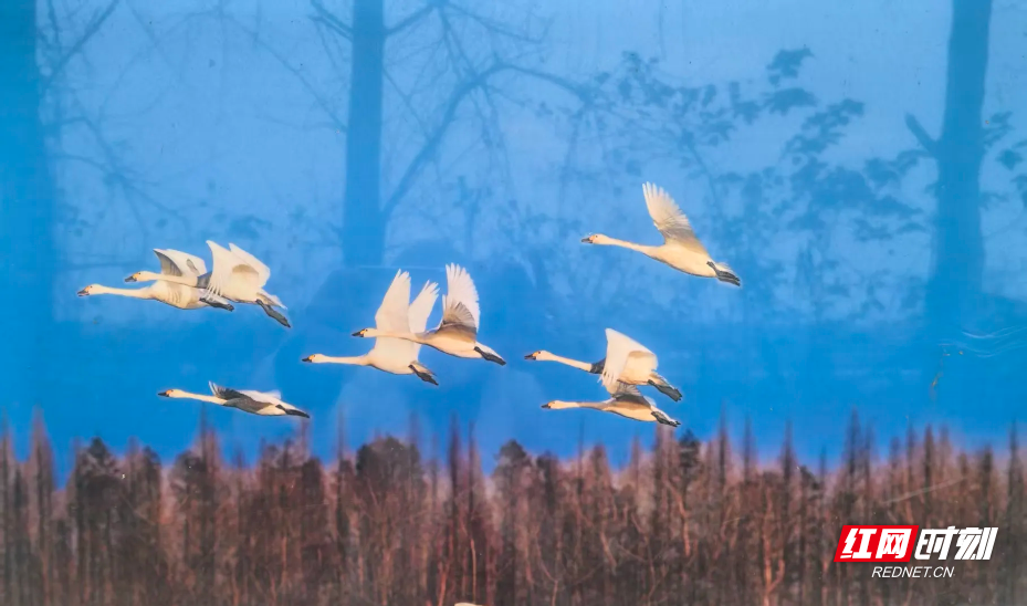 图片13.png 图片13.png