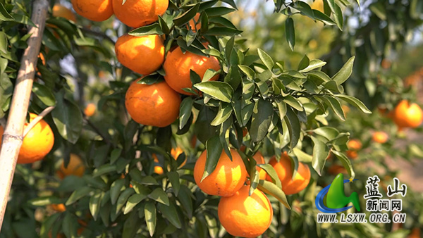 蓝山县新圩镇神溪村:200余亩耙耙柑甜蜜上市2.jpg 蓝山县新圩镇神溪村:200余亩耙耙柑甜蜜上市2.jpg