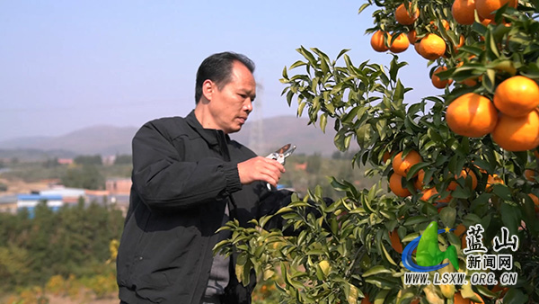 蓝山县新圩镇神溪村:200余亩耙耙柑甜蜜上市1.jpg 蓝山县新圩镇神溪村:200余亩耙耙柑甜蜜上市1.jpg