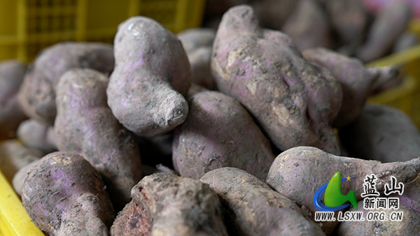 楠市镇:“土疙瘩”摇身一变“金片片” 小红薯串起富民大产业1.jpg 楠市镇:“土疙瘩”摇身一变“金片片” 小红薯串起富民大产业1.jpg