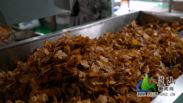 楠市镇:“土疙瘩”摇身一变“金片片” 小红薯串起富民大产业2.jpg 楠市镇:“土疙瘩”摇身一变“金片片” 小红薯串起富民大产业2.jpg