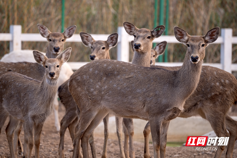 微信图片_20251211141518_24_1655.png 微信图片_20251211141518_24_1655.png