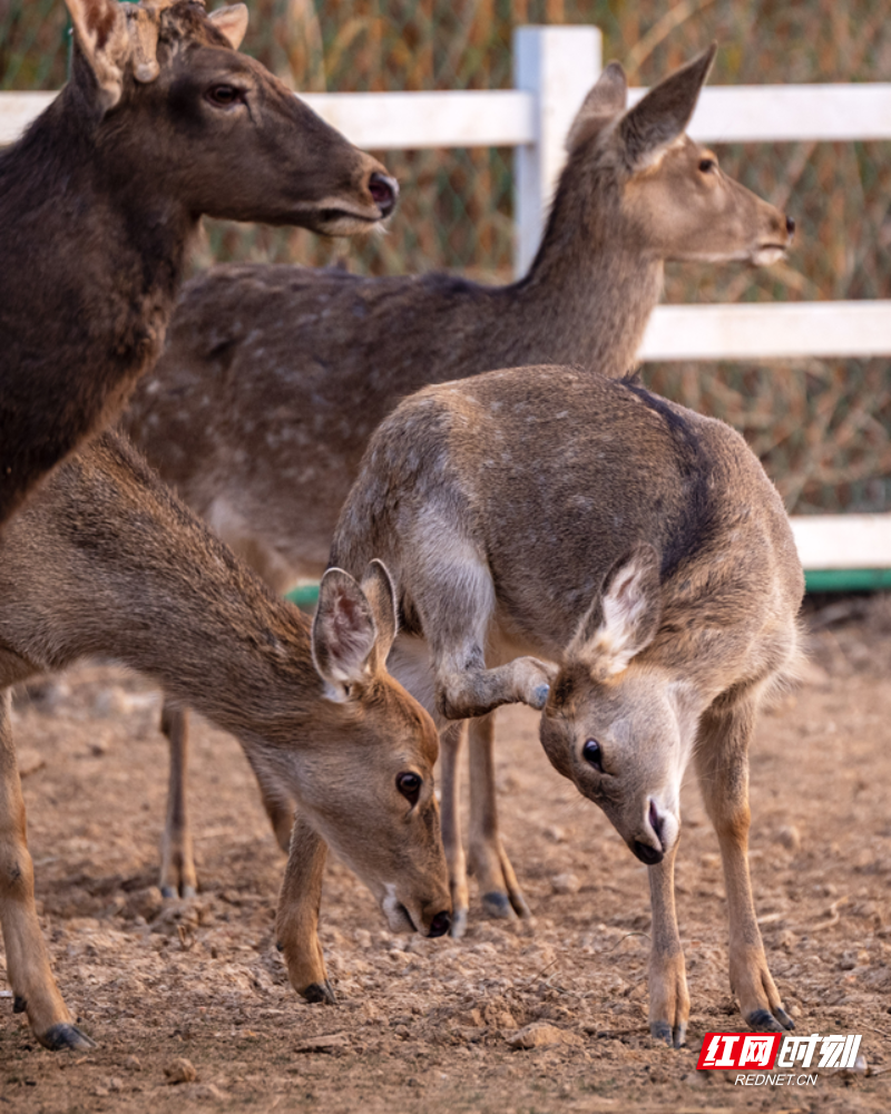 微信图片_20251211141529_29_1655.png 微信图片_20251211141529_29_1655.png