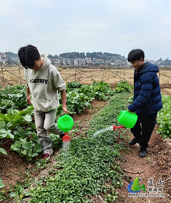 田心学校：劳动实践进菜园 除草浇水悟成长.jpg