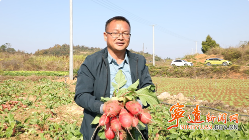 宁远：红皮萝卜喜获丰收 特色产业助农增收_副本500.png