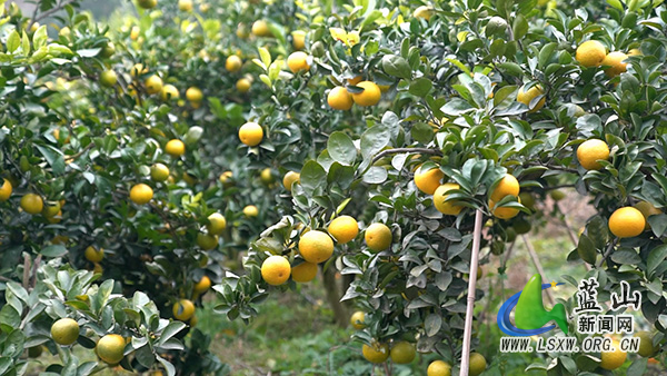 太平圩镇桐木林村:桔柚飘香引客来 特色产业促振兴1.jpg 太平圩镇桐木林村:桔柚飘香引客来 特色产业促振兴1.jpg