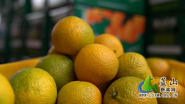 太平圩镇桐木林村:桔柚飘香引客来 特色产业促振兴2.jpg 太平圩镇桐木林村:桔柚飘香引客来 特色产业促振兴2.jpg