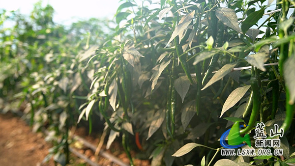 新圩镇甘竹山村:大棚辣椒喜获丰收 产销两旺富农家1.jpg 新圩镇甘竹山村:大棚辣椒喜获丰收 产销两旺富农家1.jpg