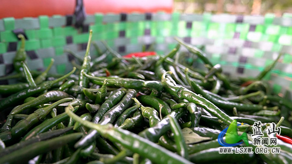 新圩镇甘竹山村:大棚辣椒喜获丰收 产销两旺富农家2.jpg 新圩镇甘竹山村:大棚辣椒喜获丰收 产销两旺富农家2.jpg