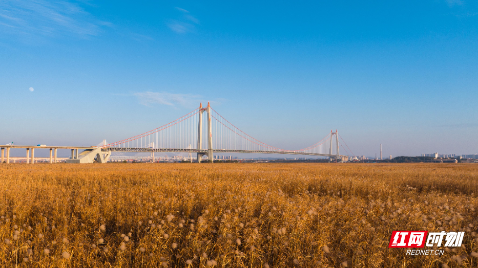 杭瑞洞庭大桥下的芦苇荡(1).jpg 杭瑞洞庭大桥下的芦苇荡(1).jpg