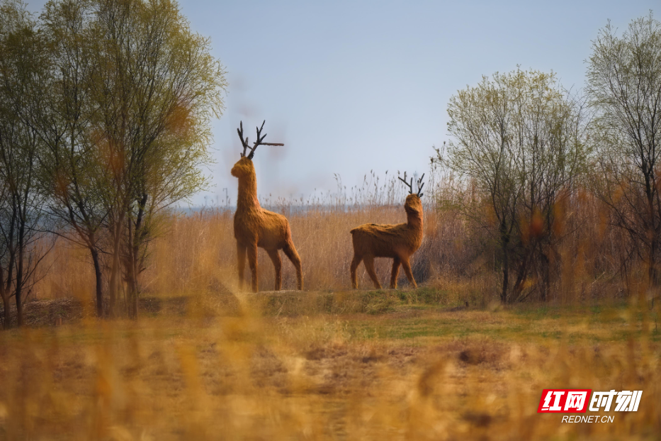 芦苇艺术节现场(1).jpg 芦苇艺术节现场(1).jpg