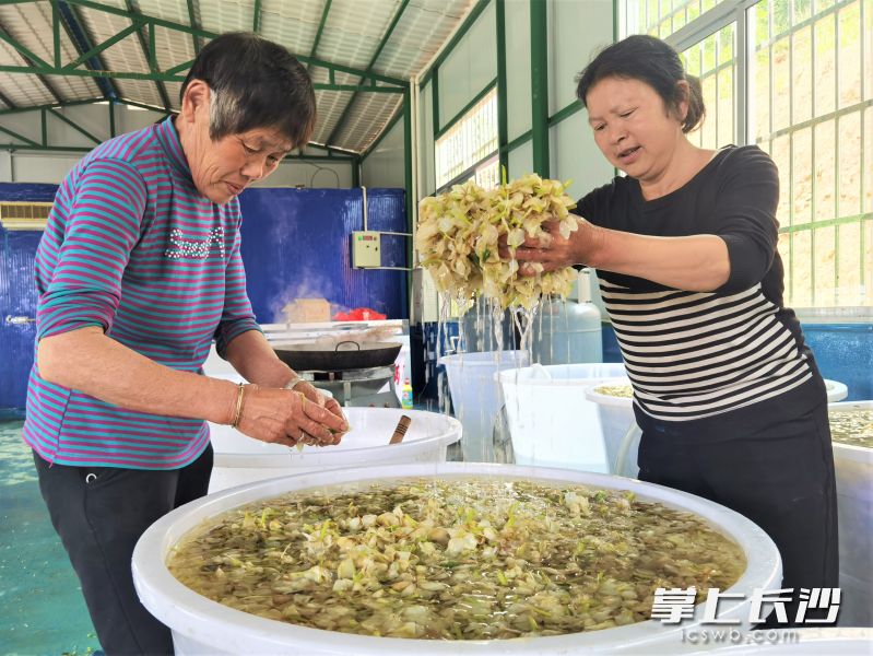 新鲜栀子花在经过加工处理之后,更便于冷藏保存。 新鲜栀子花在经过加工处理之后,更便于冷藏保存。