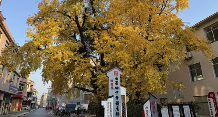 茶陵舲舫洣水河畔，时光被银杏染成金黄