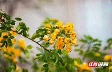 新田：双荚决明花金黄娇艳惹人爱
