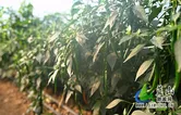 蓝山县：大棚辣椒喜获丰收产销两旺富农家