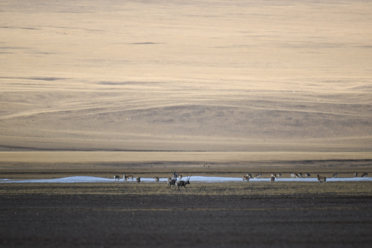 神奇新疆：高原上，守护者守护着原始森林