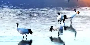 这个冬天 总要看一次“高原精灵”黑颈鹤吧