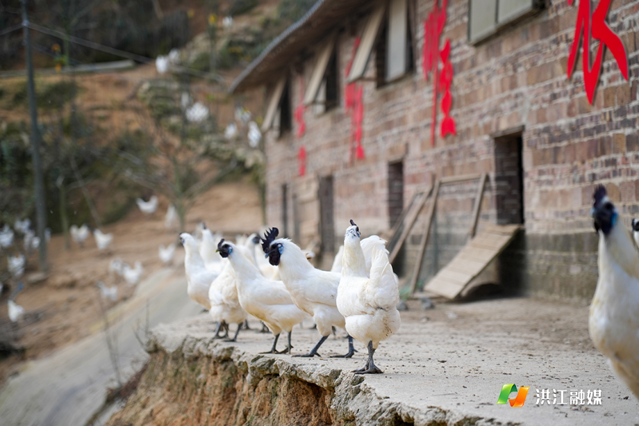 郭小敬:以产业扎根乡土 以履职情系乡亲2.jpg 郭小敬:以产业扎根乡土 以履职情系乡亲2.jpg