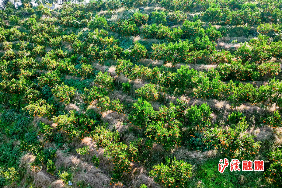 DJI_0094.MP4_20251211_123315.872.jpg