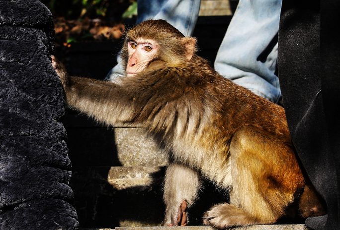 【每日一图@湖南】山野治愈力满格！看大熊山猴群“认真营业”