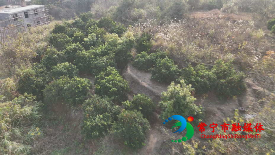 冰糖橙1.jpg 冰糖橙1.jpg