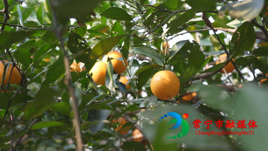 冰糖橙3.jpg 冰糖橙3.jpg