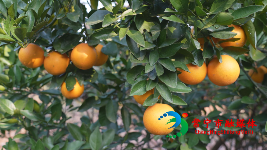 冰糖橙2.jpg 冰糖橙2.jpg