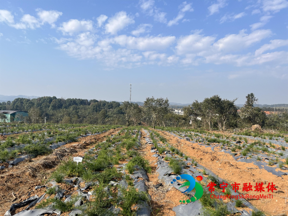 常宁新铺村：“油茶+天门冬”林下套种 探索生态富民新路径.jpg