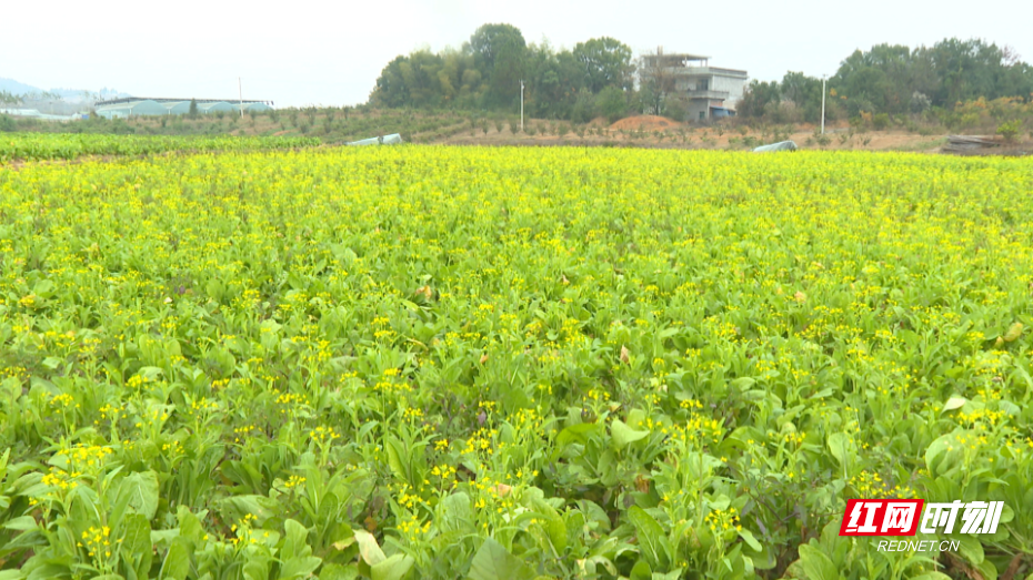 蔬菜5.bmp 蔬菜5.bmp