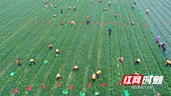 新田县东升农场，产业工人在参加2025年永州市第一届蔬菜产业技能大赛。钟伟锋 摄.jpg