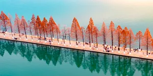 快来解锁长沙绝美水杉4处打卡地