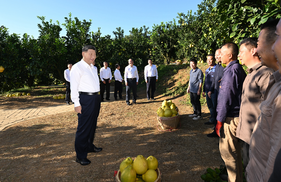 2025年11月7日,习近平总书记在梅州市梅县区雁洋镇南福金柚种植基地考察时,同果农和农技人员亲切交流。