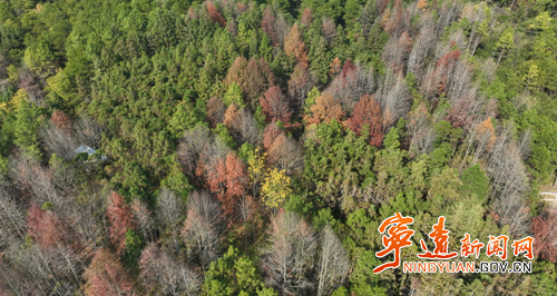 宁远 县桐木漯瑶族乡：枫叶风车相映景 生态瑶乡入画来_副本500.png